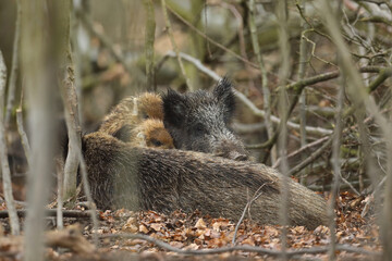 Dzik euroazjatycki, dzik, (Sus scrofa) © Bartosz Rakoczy