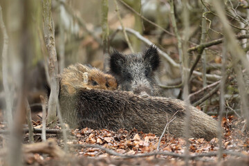 Dzik euroazjatycki, dzik, (Sus scrofa) © Bartosz Rakoczy