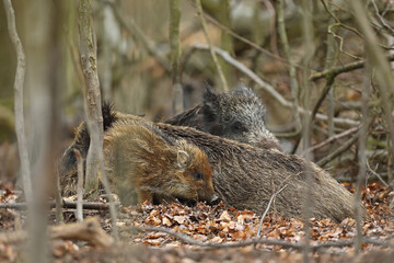 Dzik euroazjatycki, dzik, (Sus scrofa) © Bartosz Rakoczy