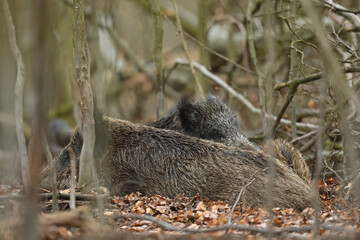 Dzik euroazjatycki, dzik, (Sus scrofa) © Bartosz Rakoczy