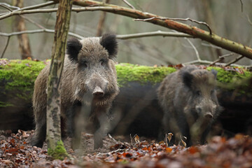Dzik euroazjatycki, dzik, (Sus scrofa) © Bartosz Rakoczy