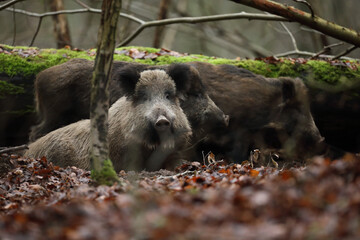 Dzik euroazjatycki, dzik, (Sus scrofa) © Bartosz Rakoczy