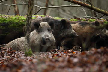 Dzik euroazjatycki, dzik, (Sus scrofa) © Bartosz Rakoczy