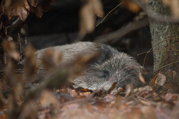 Dzik euroazjatycki, dzik, (Sus scrofa) © Bartosz Rakoczy