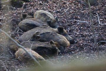 Dzik euroazjatycki, dzik, (Sus scrofa) © Bartosz Rakoczy