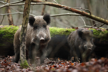 Dzik euroazjatycki, dzik, (Sus scrofa) © Bartosz Rakoczy