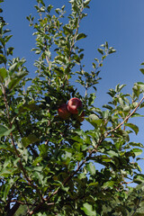apples on a tree