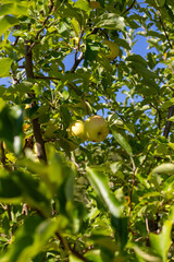 green apples on a tree
