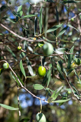green olives on tree