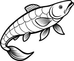 Arapaima line arts with white background 