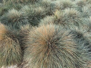 Festuca glauca blue oat grass garden decoration. Autumn colors of Blue Fescue spiky leaves. Powder blue grass background. Ornamental grass 'Elijah Blue' - soft festuca ovina, ball fescue. Close-up.
