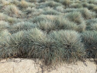 Festuca glauca blue oat grass garden decoration. Autumn colors of Blue Fescue spiky leaves. Powder blue grass background. Ornamental grass 'Elijah Blue' - soft festuca ovina, ball fescue. Close-up.
