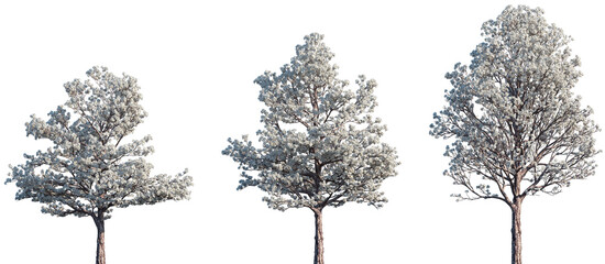 Set of Tabebuia roseoalba (the White Trumpet Tree, Alapacho blanco) frontal isolated png on a transparent background perfectly cutout