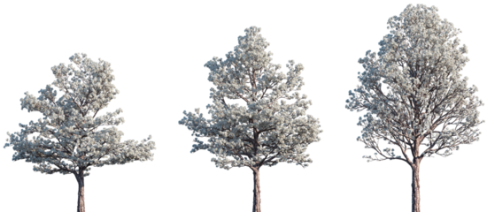 Set of Tabebuia roseoalba (the White Trumpet Tree, Alapacho blanco) frontal isolated png on a transparent background perfectly cutout