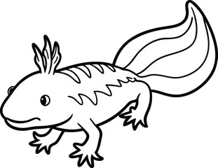 Axolotl line arts with white background . Vector antique engraving illustration of axolotl salamander isolated on white background