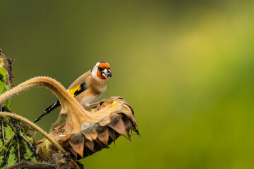 chardonneret élégant en automne, sur une fleur de tournesol pour se ravitailler, le chardonneret est un oiseau migrateur très coloré