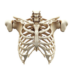 Detailed Human Rib Cage Anatomy Model Isolated on transparent background