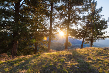 Last Light Through Pine Trees