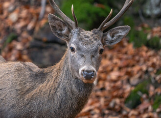 Portrait of a red deer in close-up