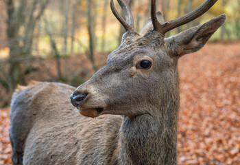 Red deer close-up in autumn beech forest