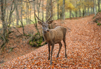 red deer on the background of an autumn beech forest