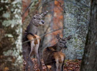 a female red deer in a place with a cub looks back through the forest thicket