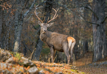 A large red deer in a sunny meadow in the autumn forest