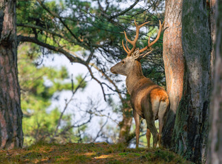 A red deer with powerful antlers has come to the edge of the forest and is looking into the distance
