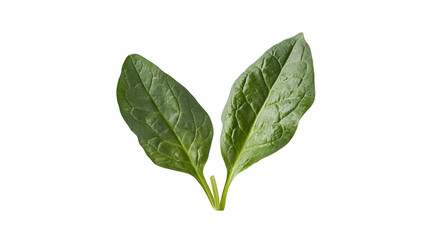 Fototapeta premium Green leaves transparent background
