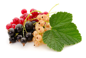 Black, yellow and red currants isolated.