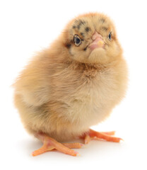 Obraz premium Small brown chicken