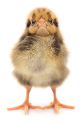 Small brown chicken