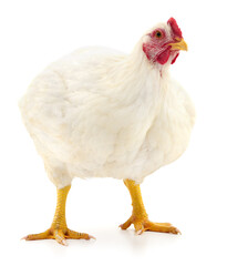 white hen isolated.
