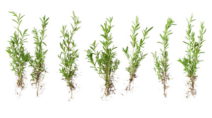 Obraz premium Rosemary transparent background