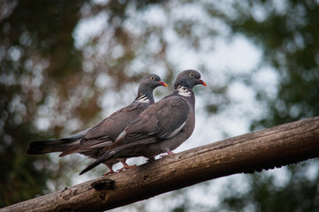 a pair of doves sitting on a tree branch