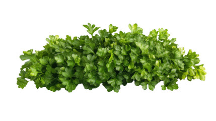 Fototapeta premium Parsley transparent background