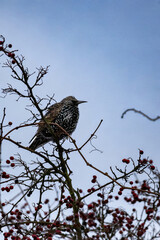 starling bird (sturnus vulgaris)