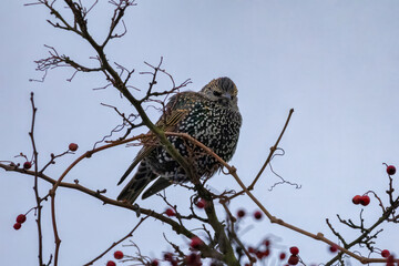 starling bird (sturnus vulgaris)