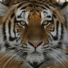 Siberian tiger (Panthera tigris altaica)