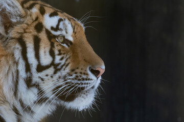 Siberian tiger (Panthera tigris altaica)
