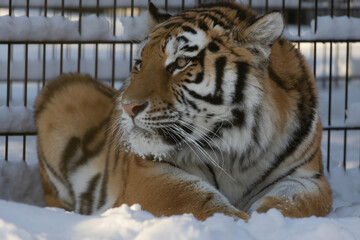 Siberian tiger (Panthera tigris altaica)