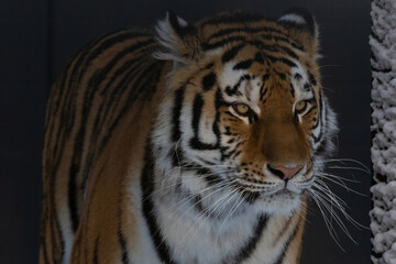Amur or Ussuri tiger, in winter or the far Eastern tiger