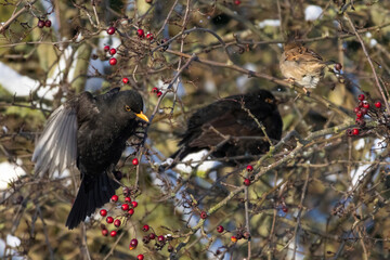 male of Common blackbird (Turdus merula)