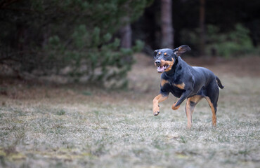 Lithuanian Hounds Dog is Running in the Forest