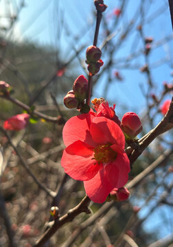  Chaenomeles japonica, called the Japanese quince or Maule's quince