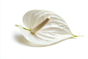 Delicate White Peace Lily Blossom