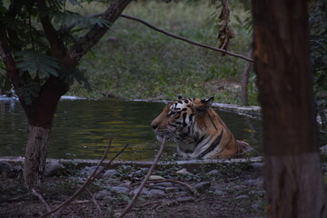 Fototapeta premium The Bengal tiger or Royal Bengal tiger is a population of the Panthera tigris tigris subspecies and the nominate tiger subspecies. It ranks among the biggest wild cats alive today. 