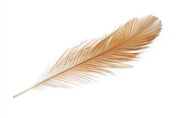 Fototapeta premium Stunning Brown Feather on White Background
