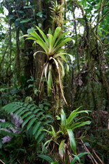 Alajuela Province, Costa Rica - November 19, 2024 - path through rainforest in the Tenorio Volcano National Park