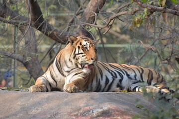 The Bengal tiger or Royal Bengal tiger is a population of the Panthera tigris tigris subspecies and...